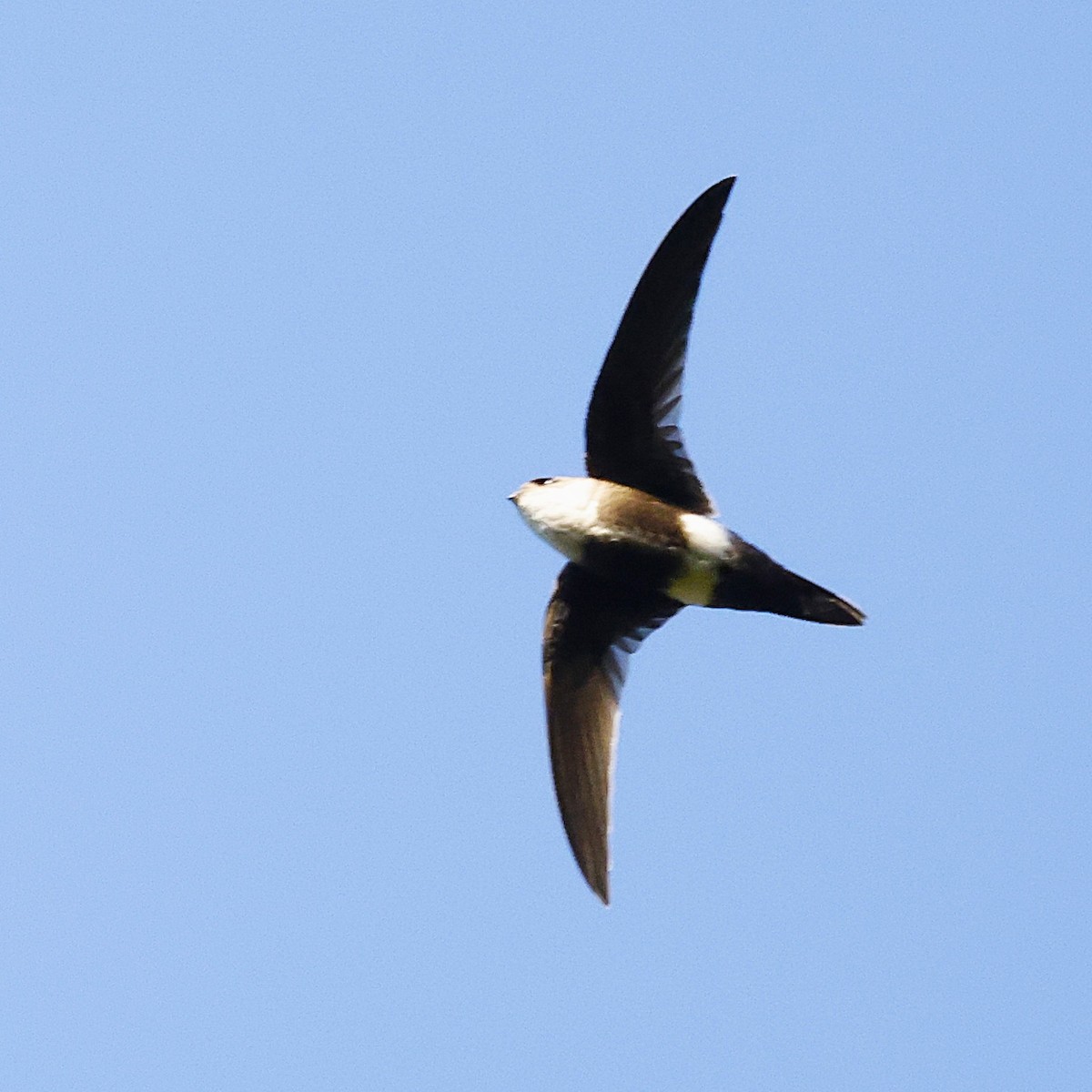 White-tipped Swift - ML641824953