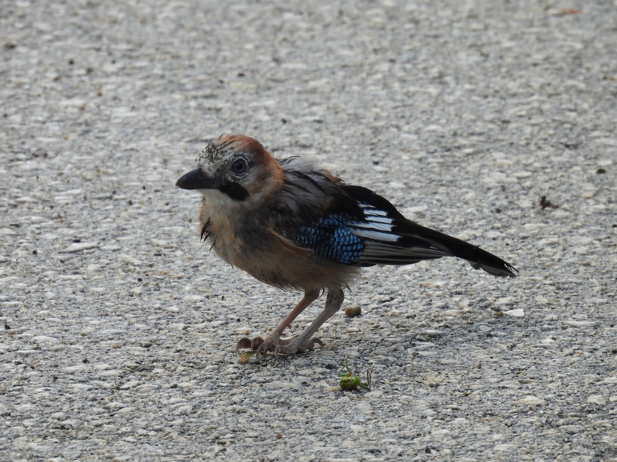 Eurasian Jay - ML641824957