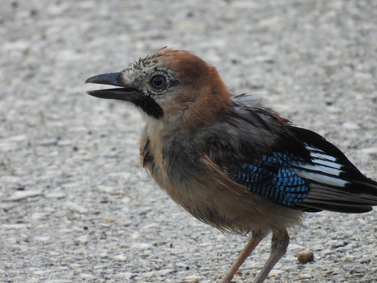 Eurasian Jay - ML641824958