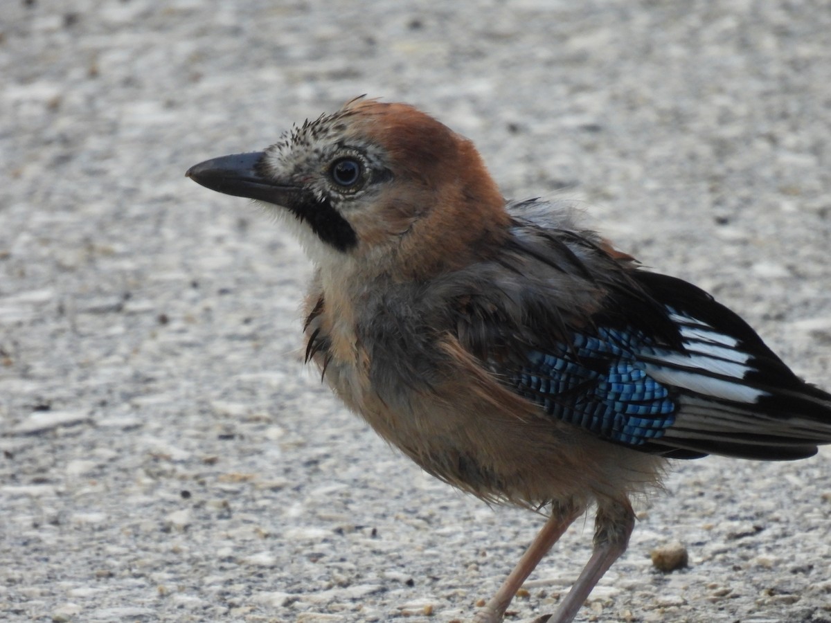 Eurasian Jay - ML641824959