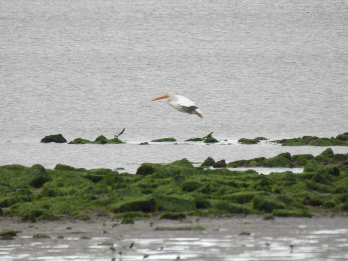 American White Pelican - ML641824960
