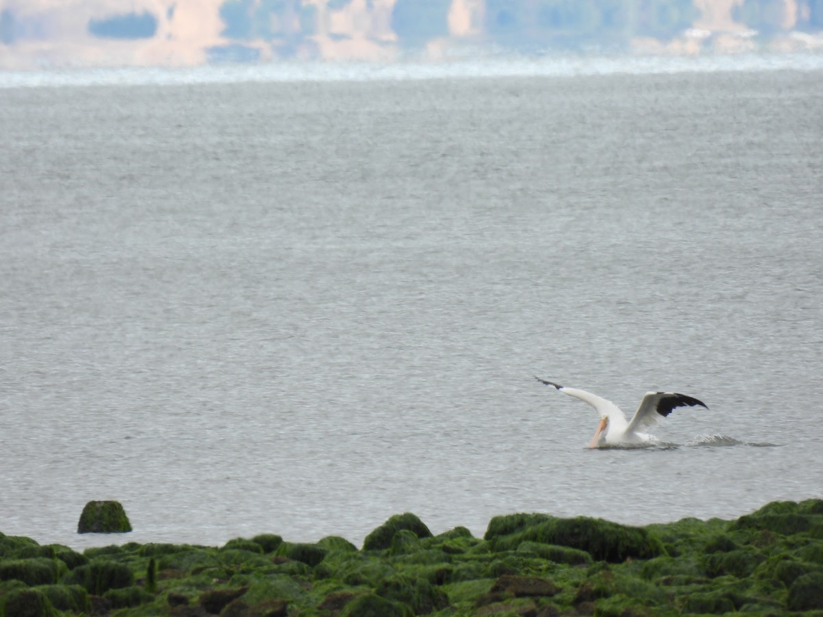 American White Pelican - ML641824961