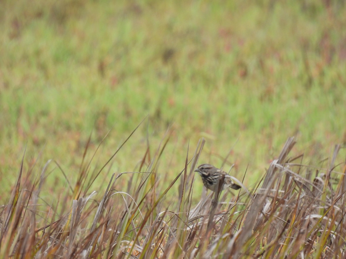 Song Sparrow - ML641824966