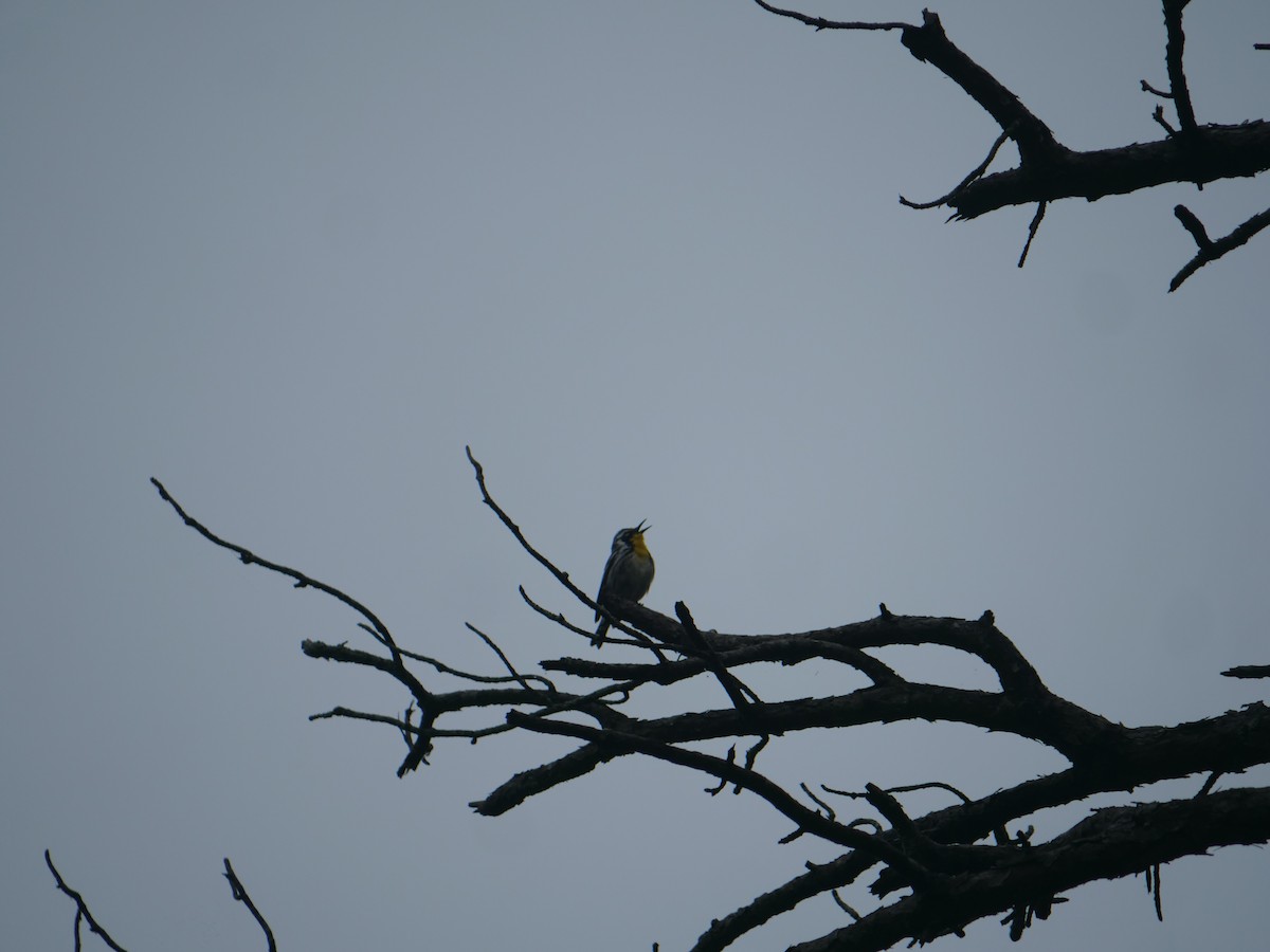 Yellow-throated Warbler - ML641824967