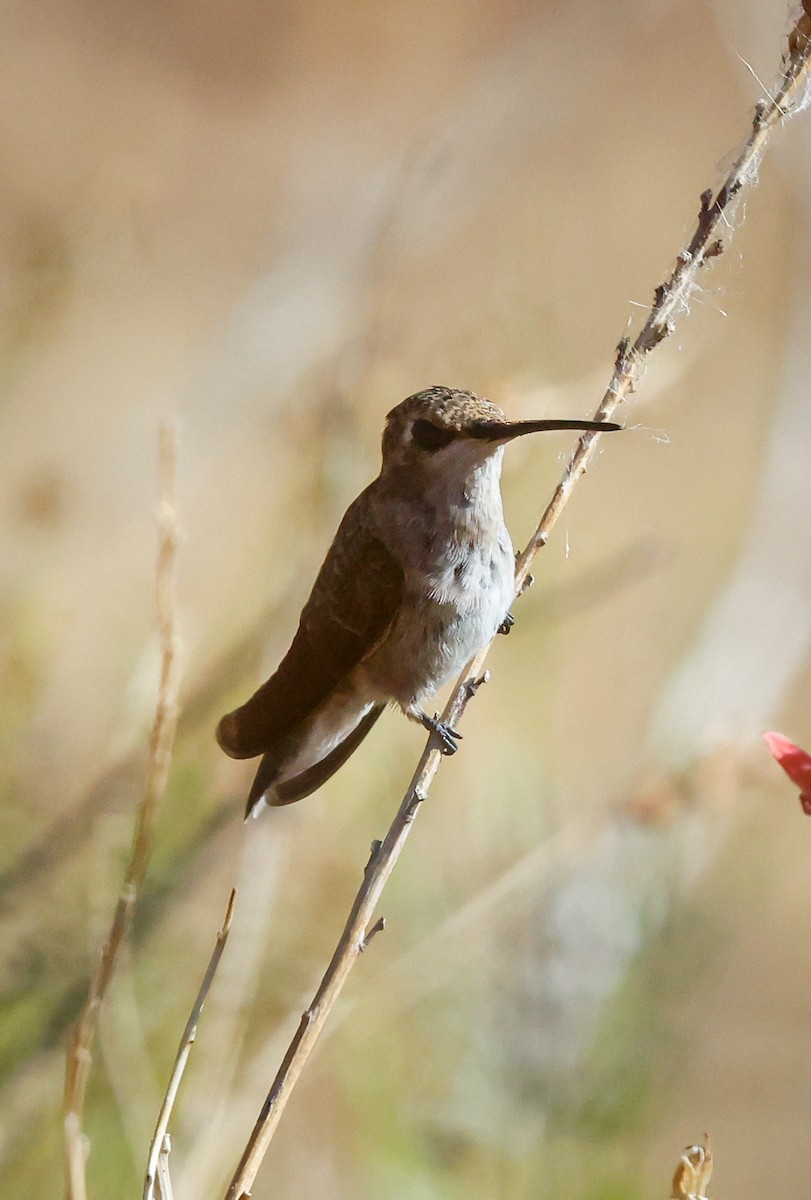Anna's Hummingbird - ML641824968