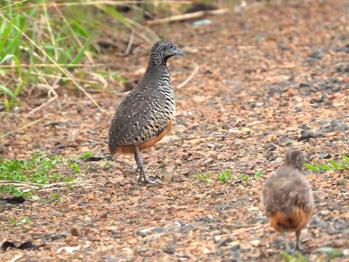 Barred Buttonquail - ML641824970