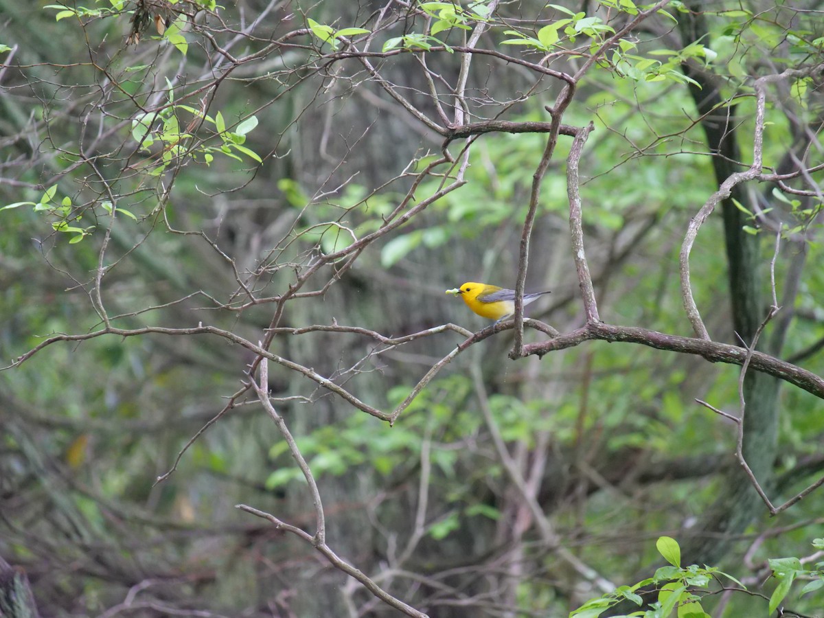 Prothonotary Warbler - ML641824976