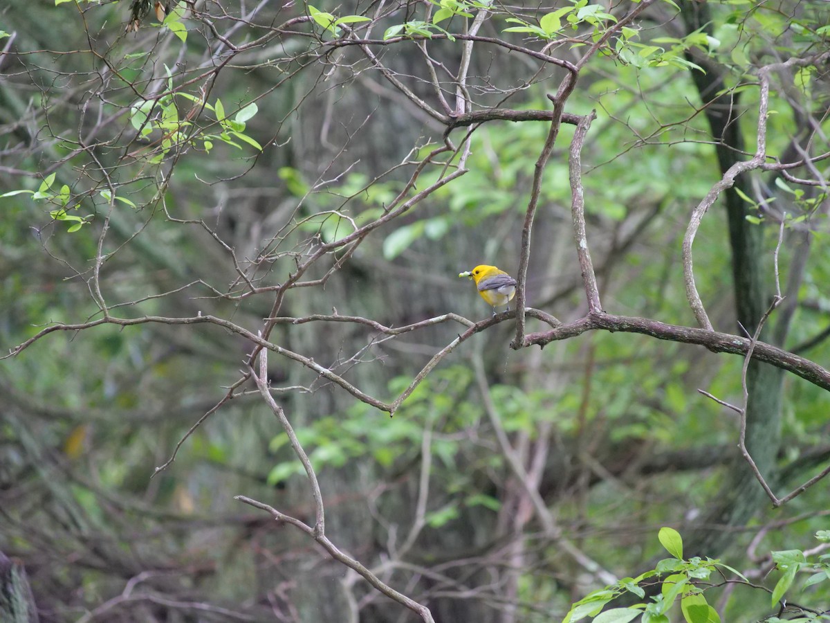 Prothonotary Warbler - ML641824977