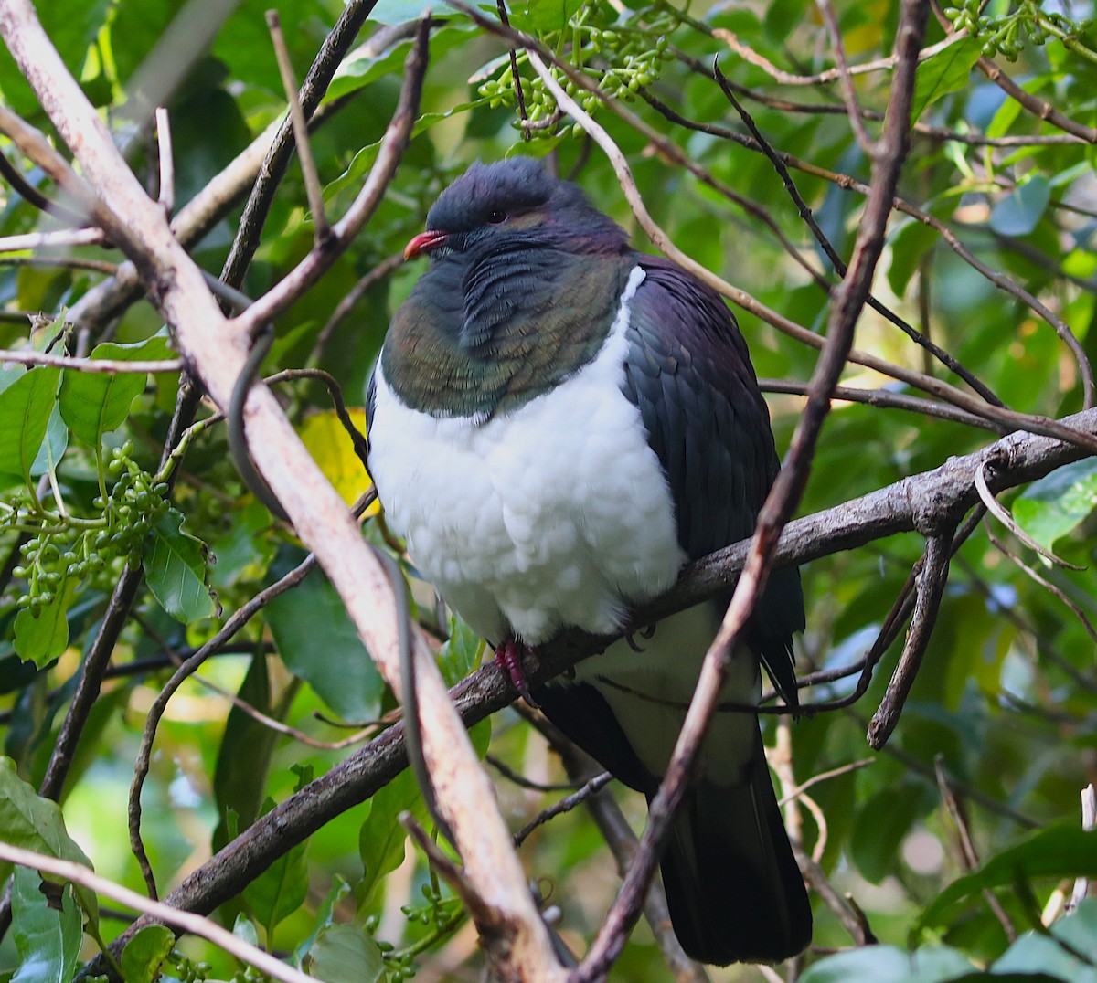 New Zealand Pigeon - ML641824981