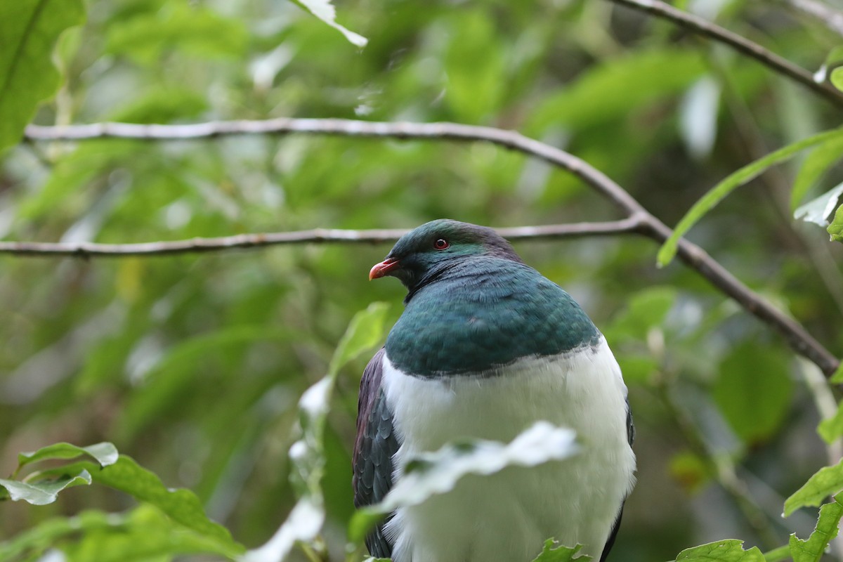 New Zealand Pigeon - ML641824982