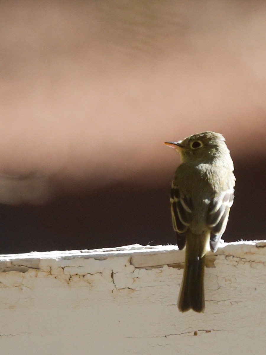 Western Flycatcher - ML641825061