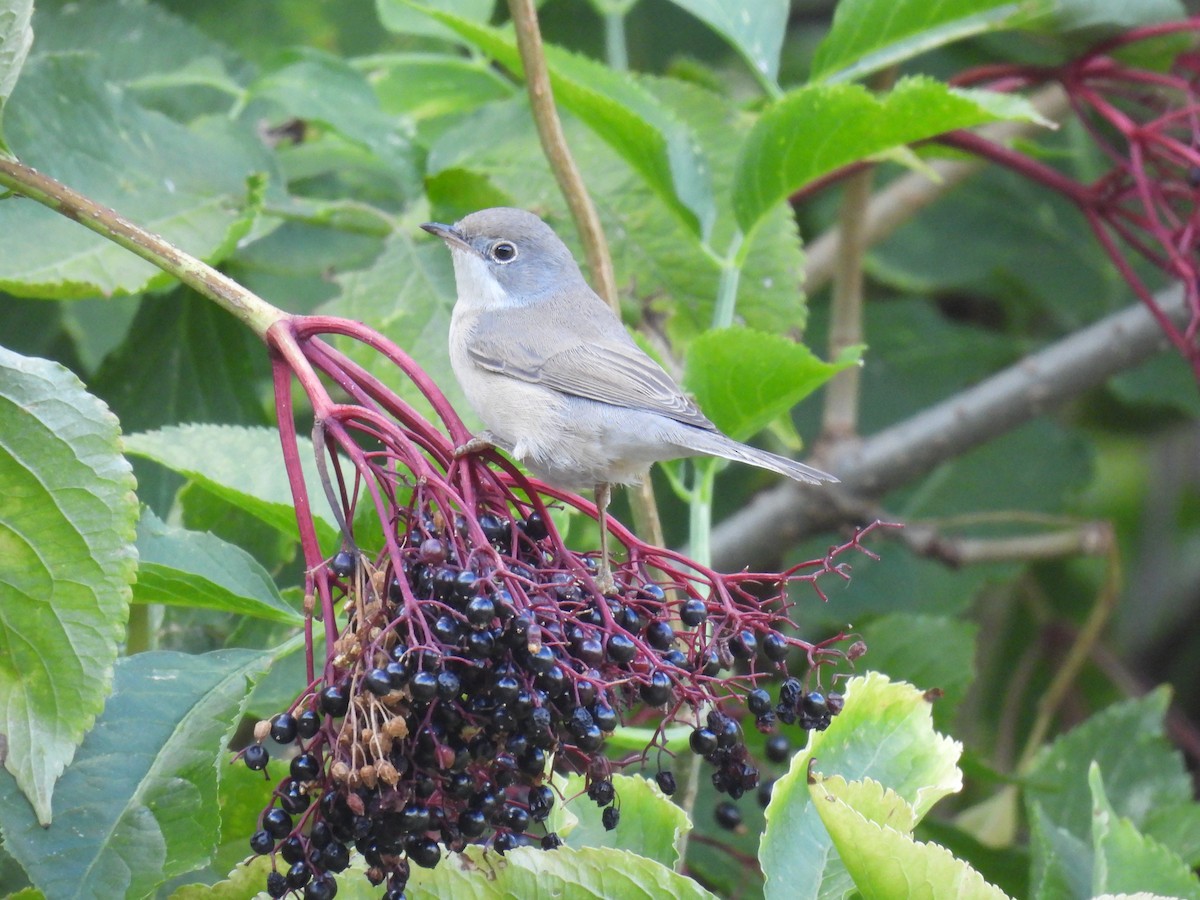 Eastern Subalpine Warbler - ML641825075