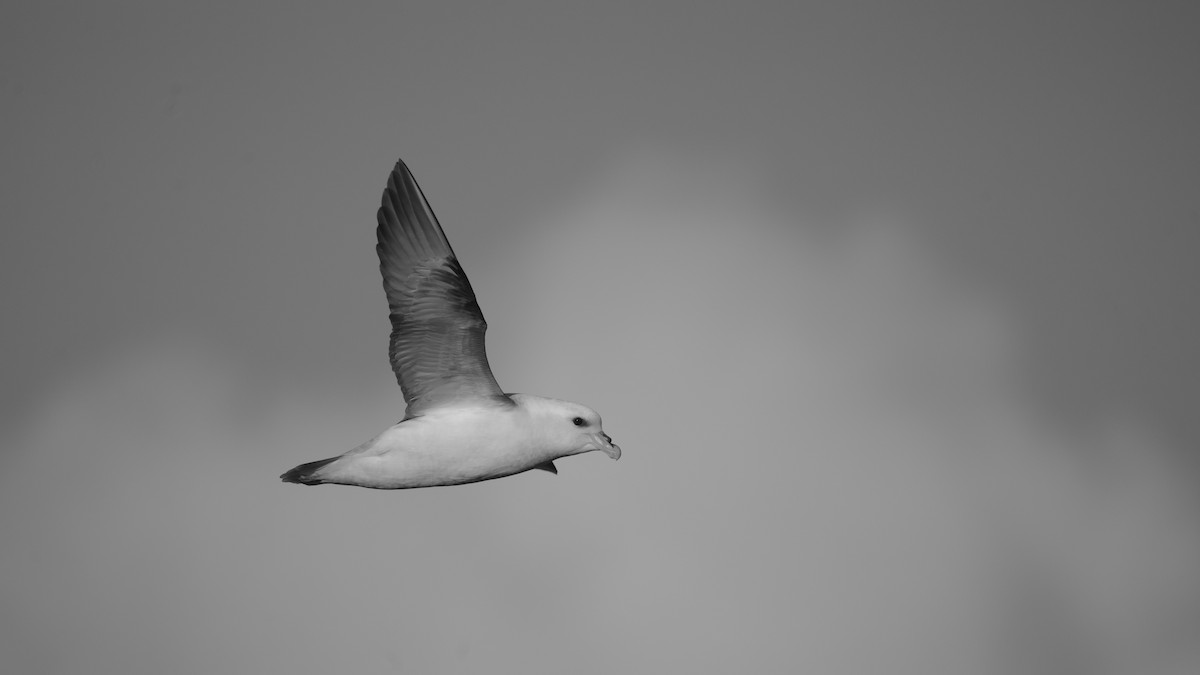 Northern Fulmar (Atlantic) - ML641825096