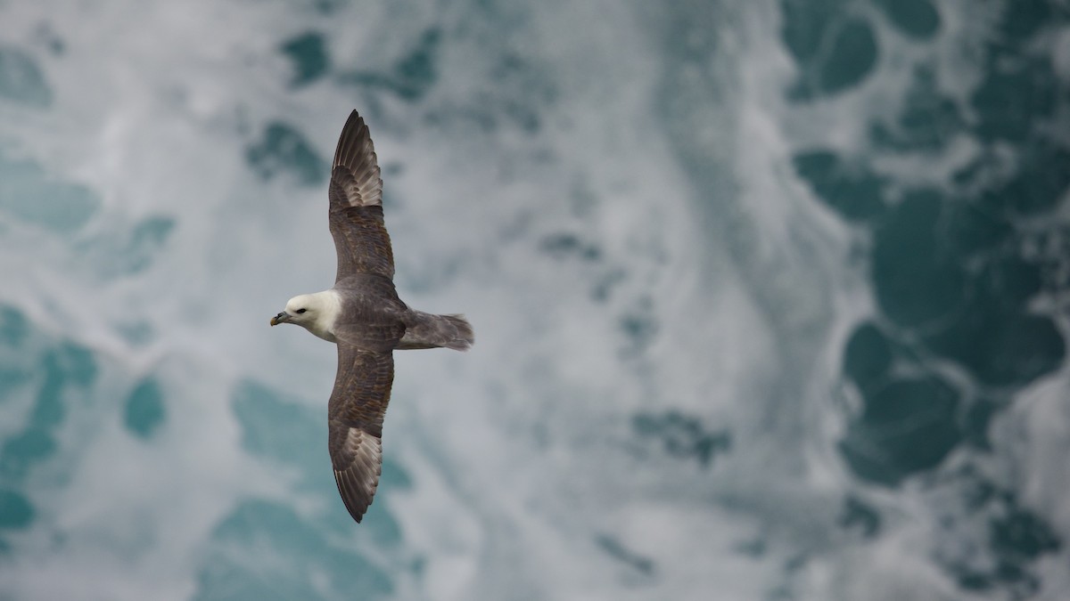 Northern Fulmar (Atlantic) - ML641825097