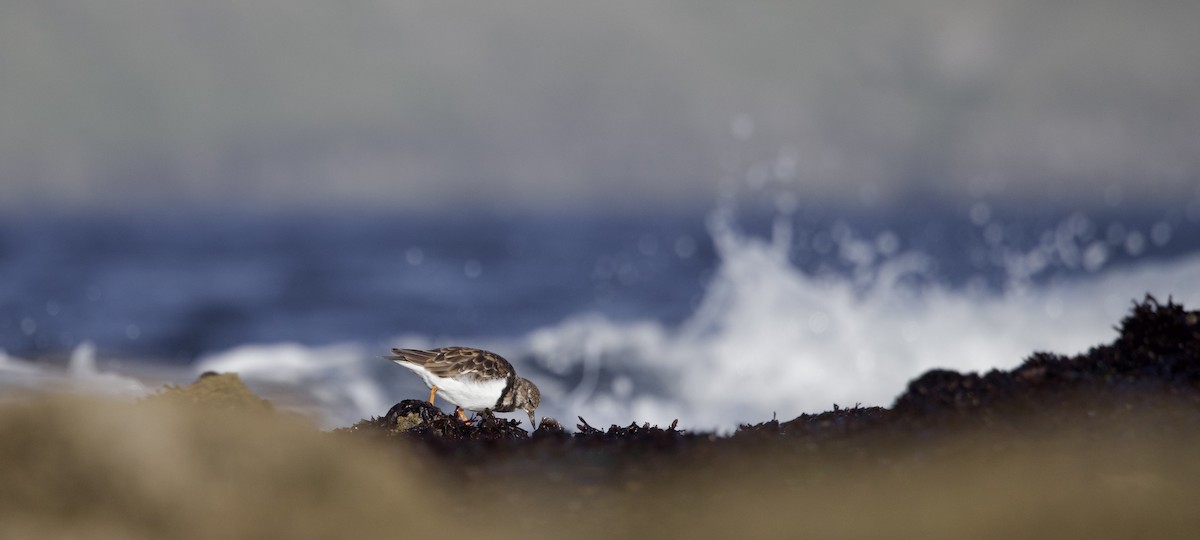 Ruddy Turnstone - ML641825118