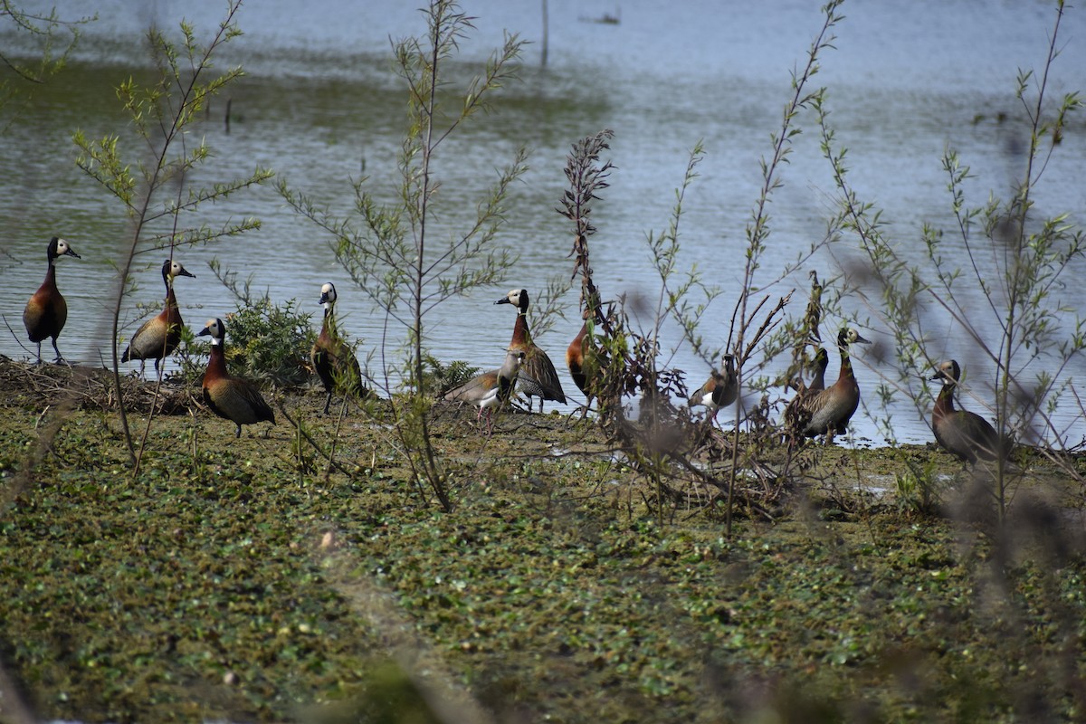 Dendrocygne veuf - ML641825119
