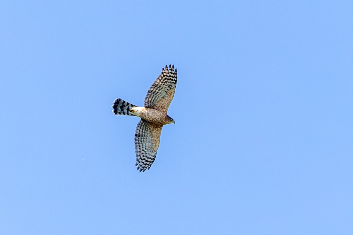 Cooper's Hawk - ML641825124