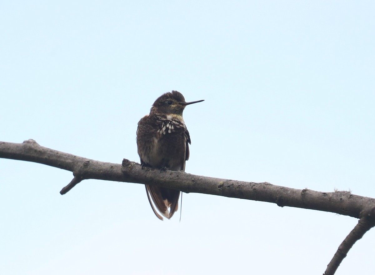 Purple-backed Sunbeam - ML641825125