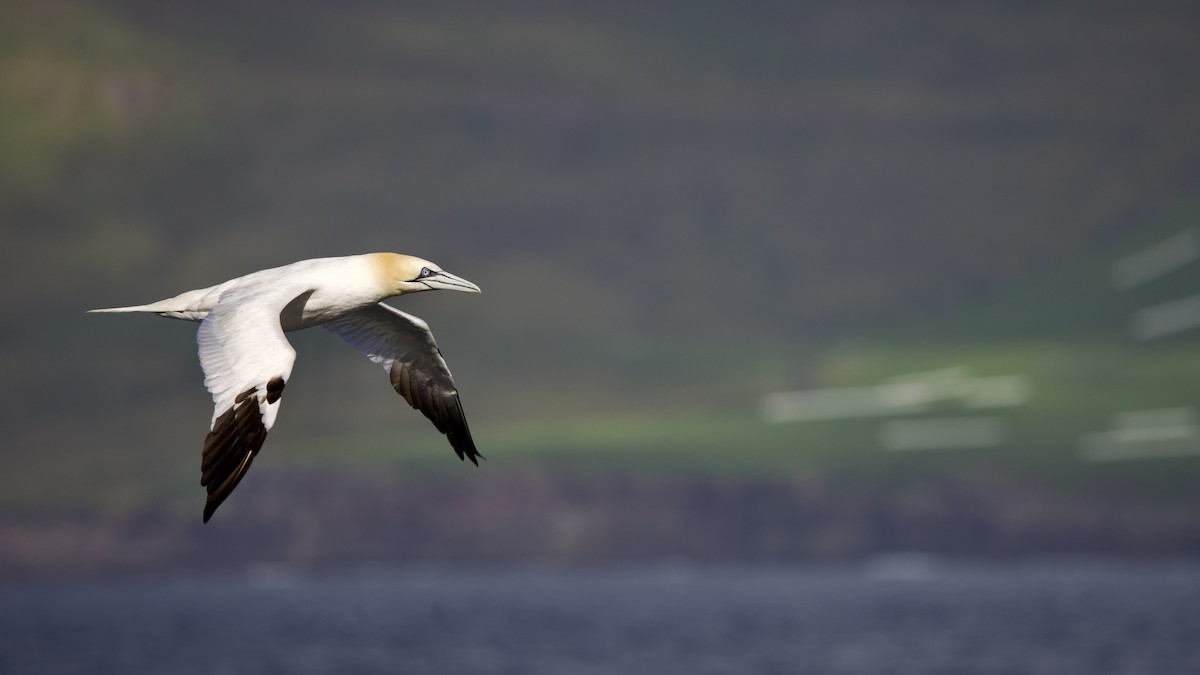 Northern Gannet - ML641825126