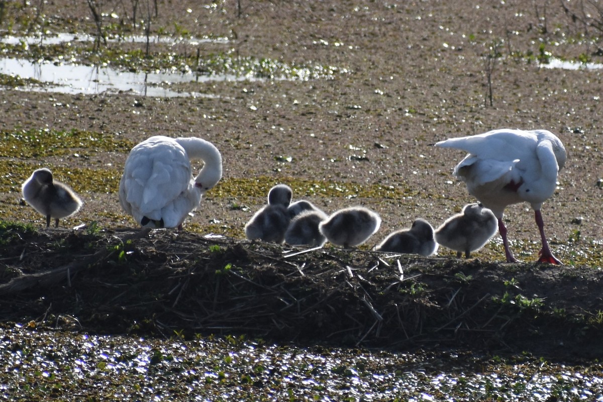 Coscoroba Swan - ML641825127
