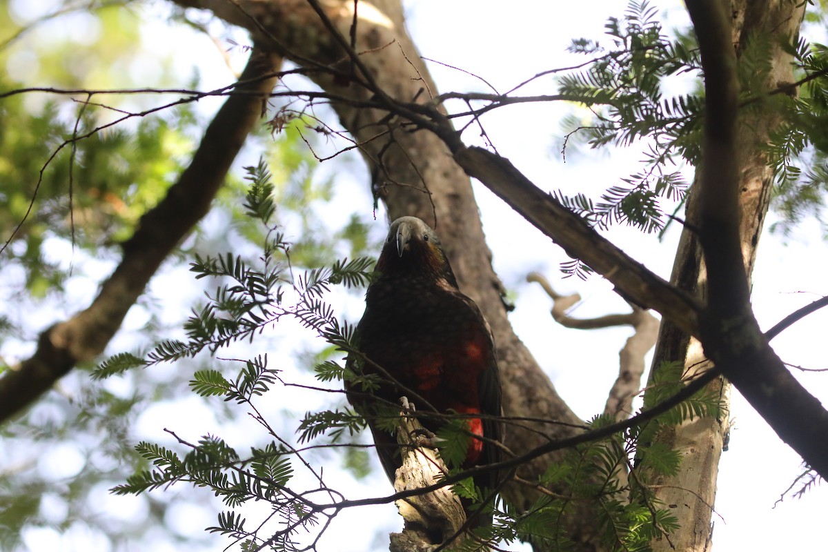 kaka - ML641825129