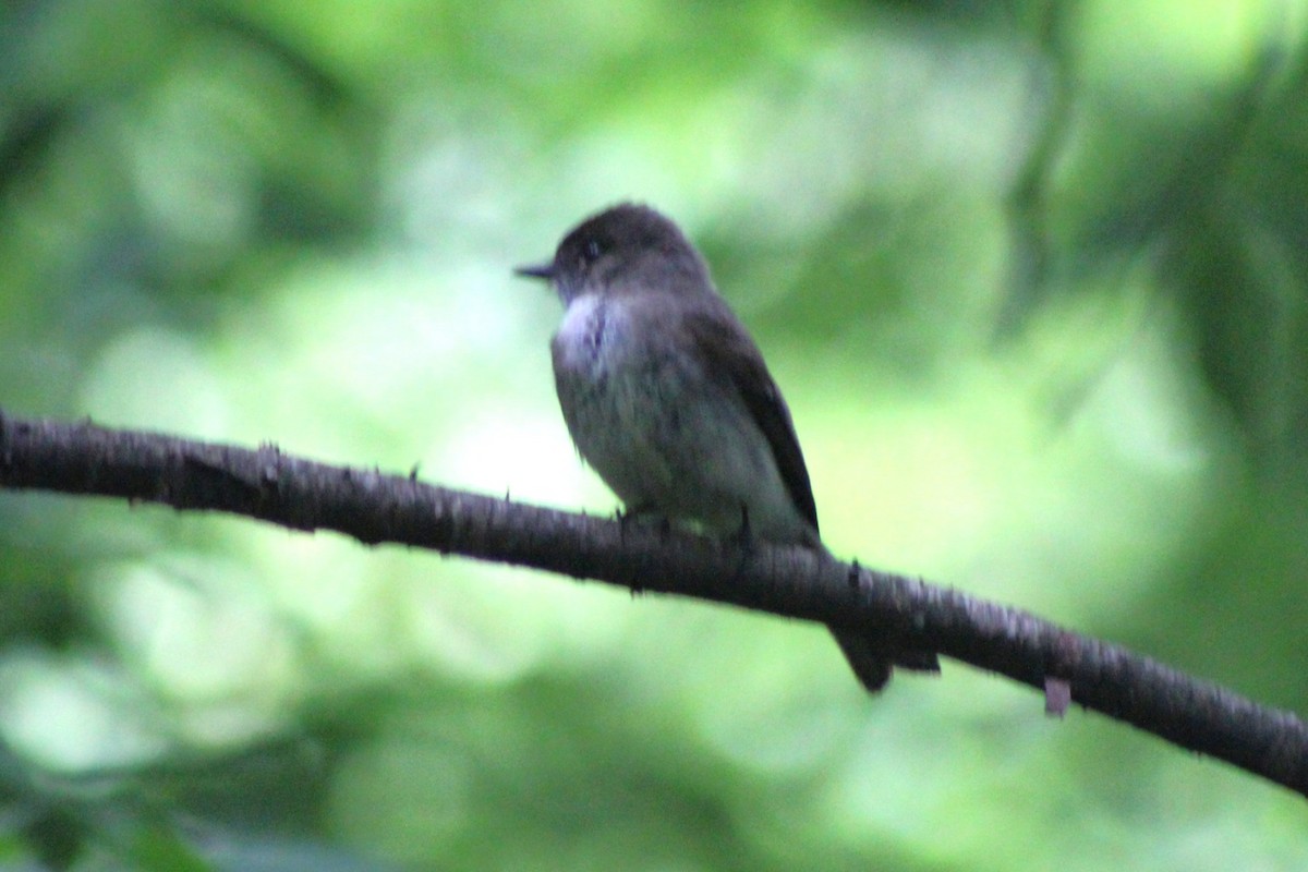 Eastern Phoebe - ML641825131