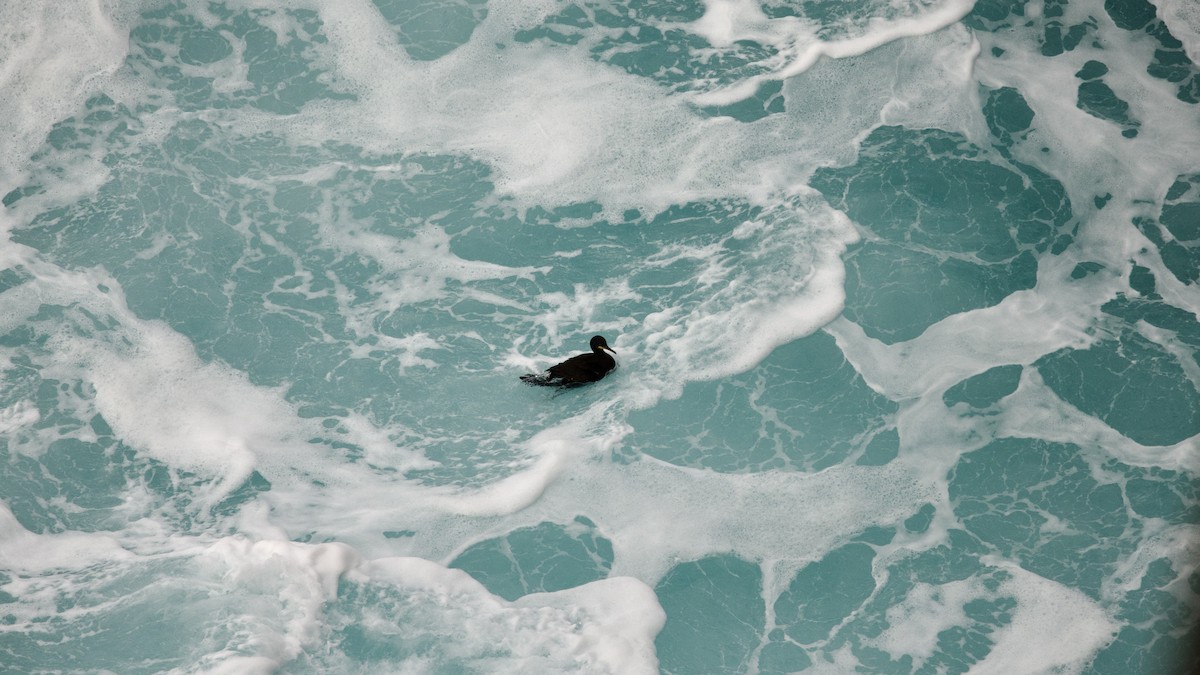 European Shag (Atlantic) - ML641825136