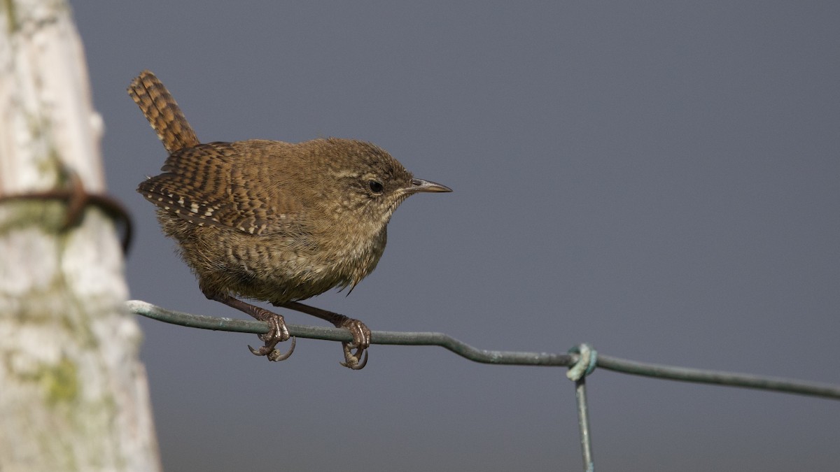 Eurasian Wren (Faroe) - ML641825155