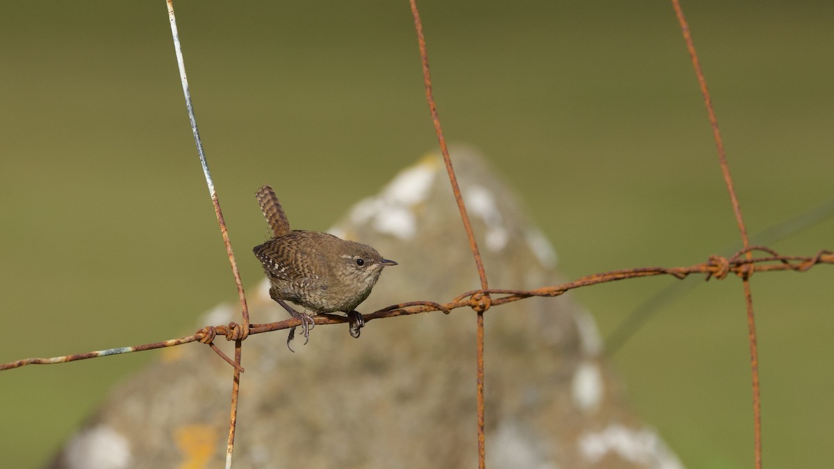 Eurasian Wren (Faroe) - ML641825156