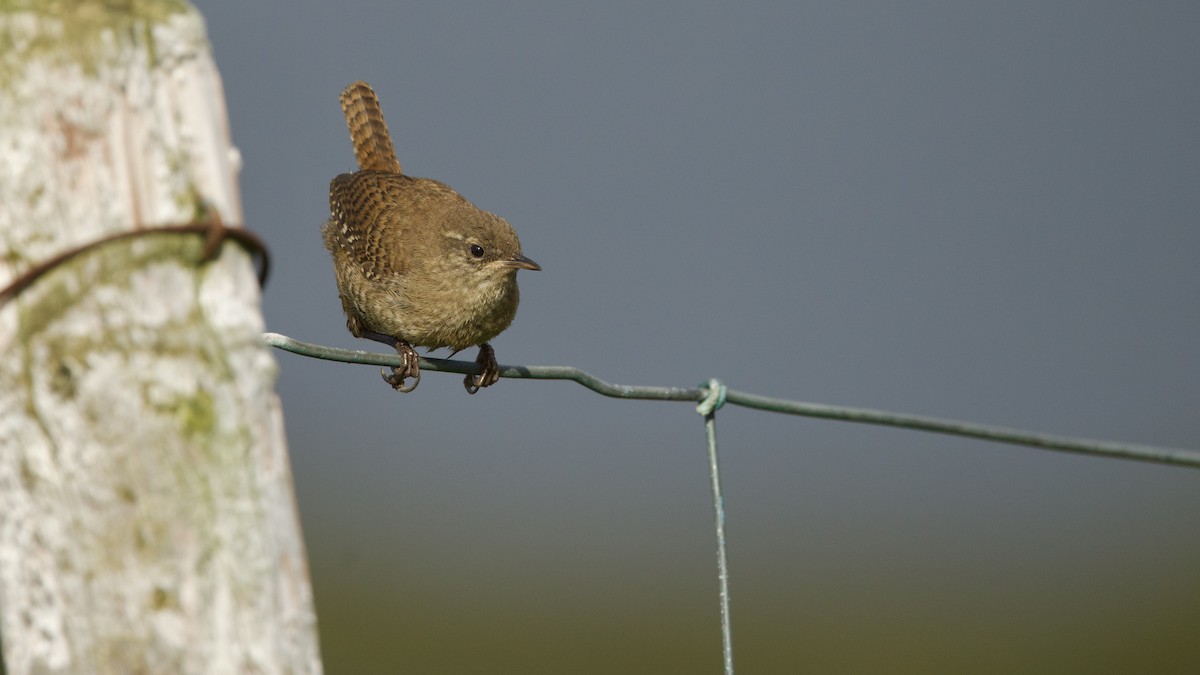 Eurasian Wren (Faroe) - ML641825157