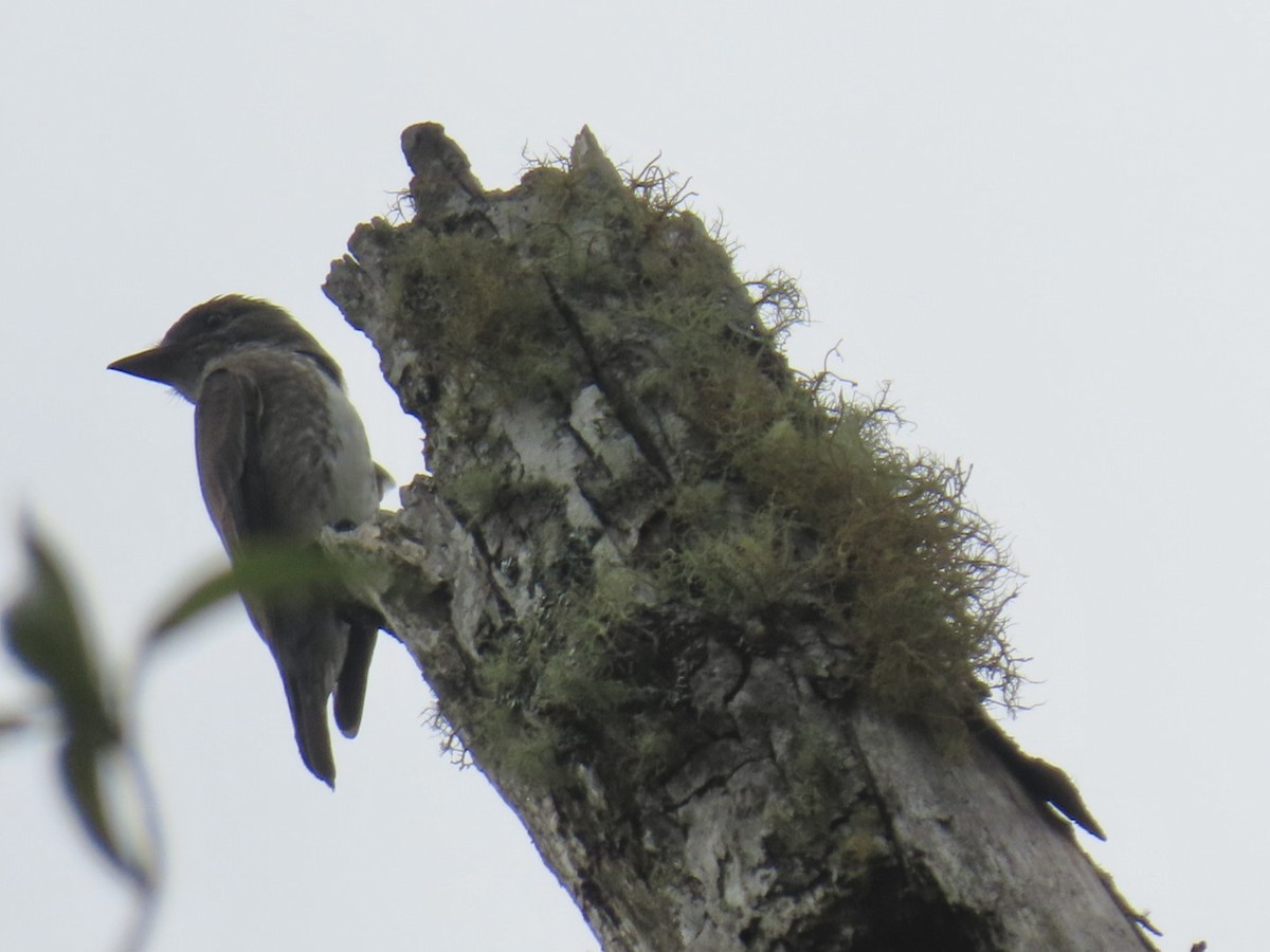 Olive-sided Flycatcher - ML641825168
