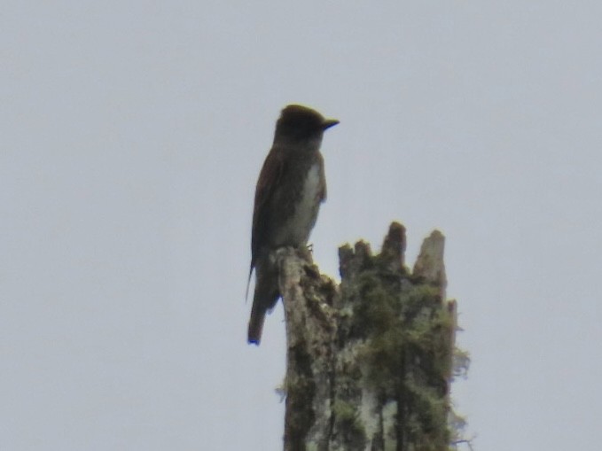 Olive-sided Flycatcher - ML641825173
