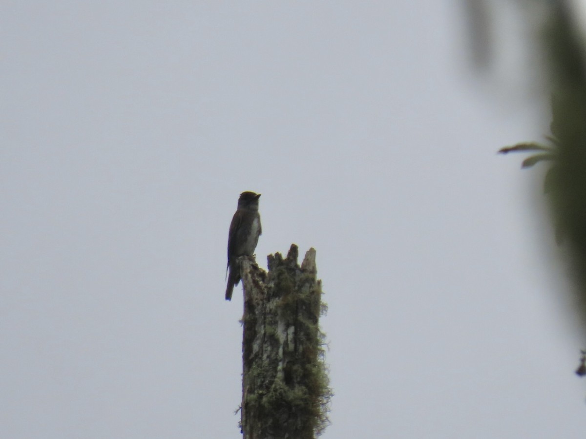Olive-sided Flycatcher - ML641825174