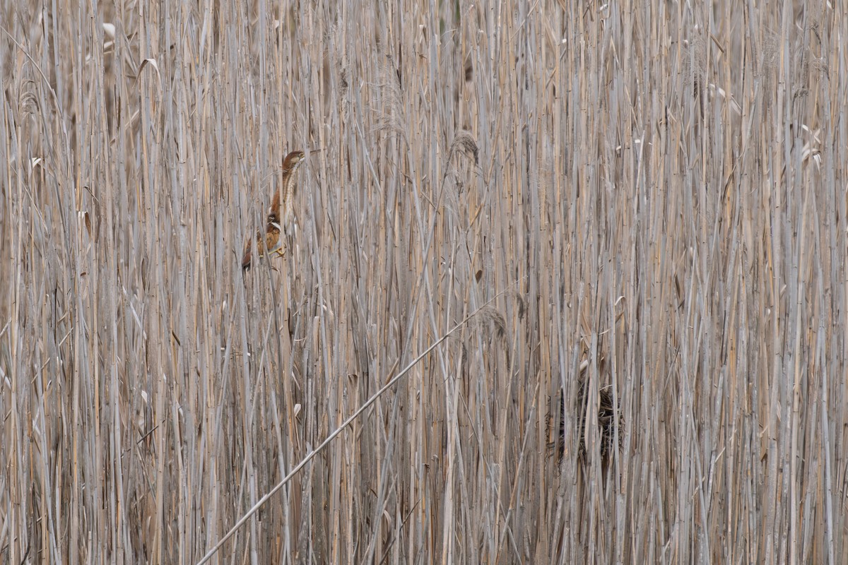 Least Bittern - ML641825182