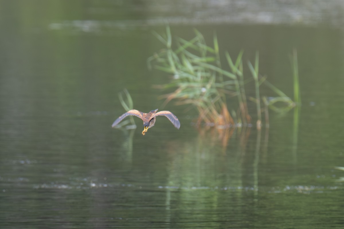 Least Bittern - ML641825183
