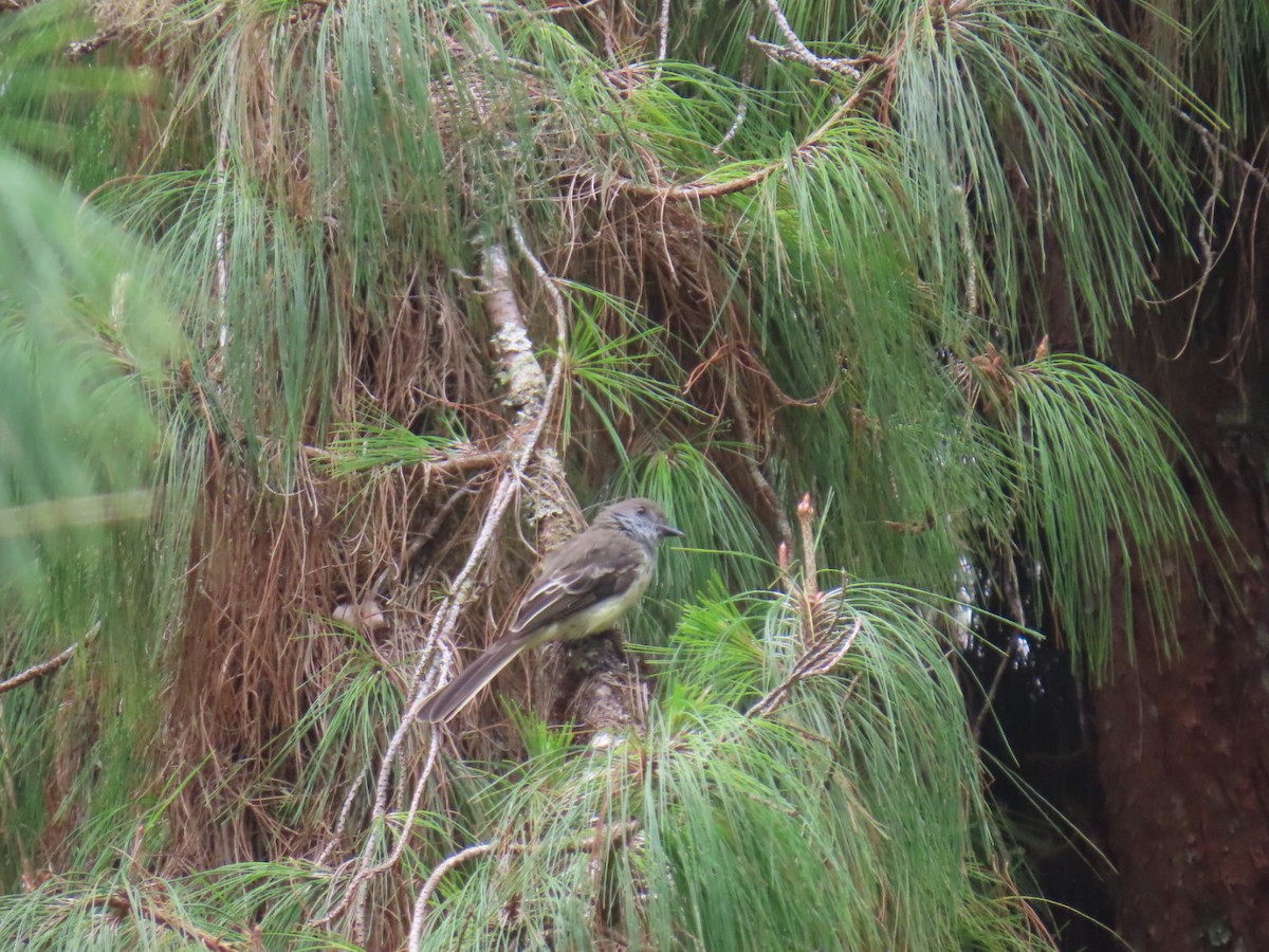 Pale-edged Flycatcher - ML641825184