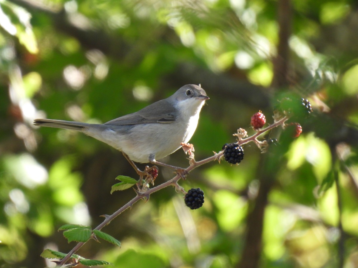 Eastern Subalpine Warbler - ML641825186