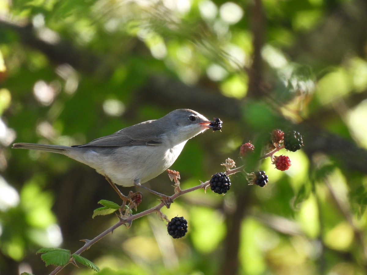 Eastern Subalpine Warbler - ML641825194