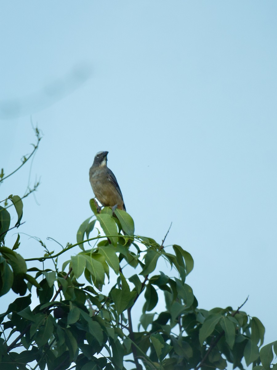 Cinnamon-bellied Saltator - ML641825199