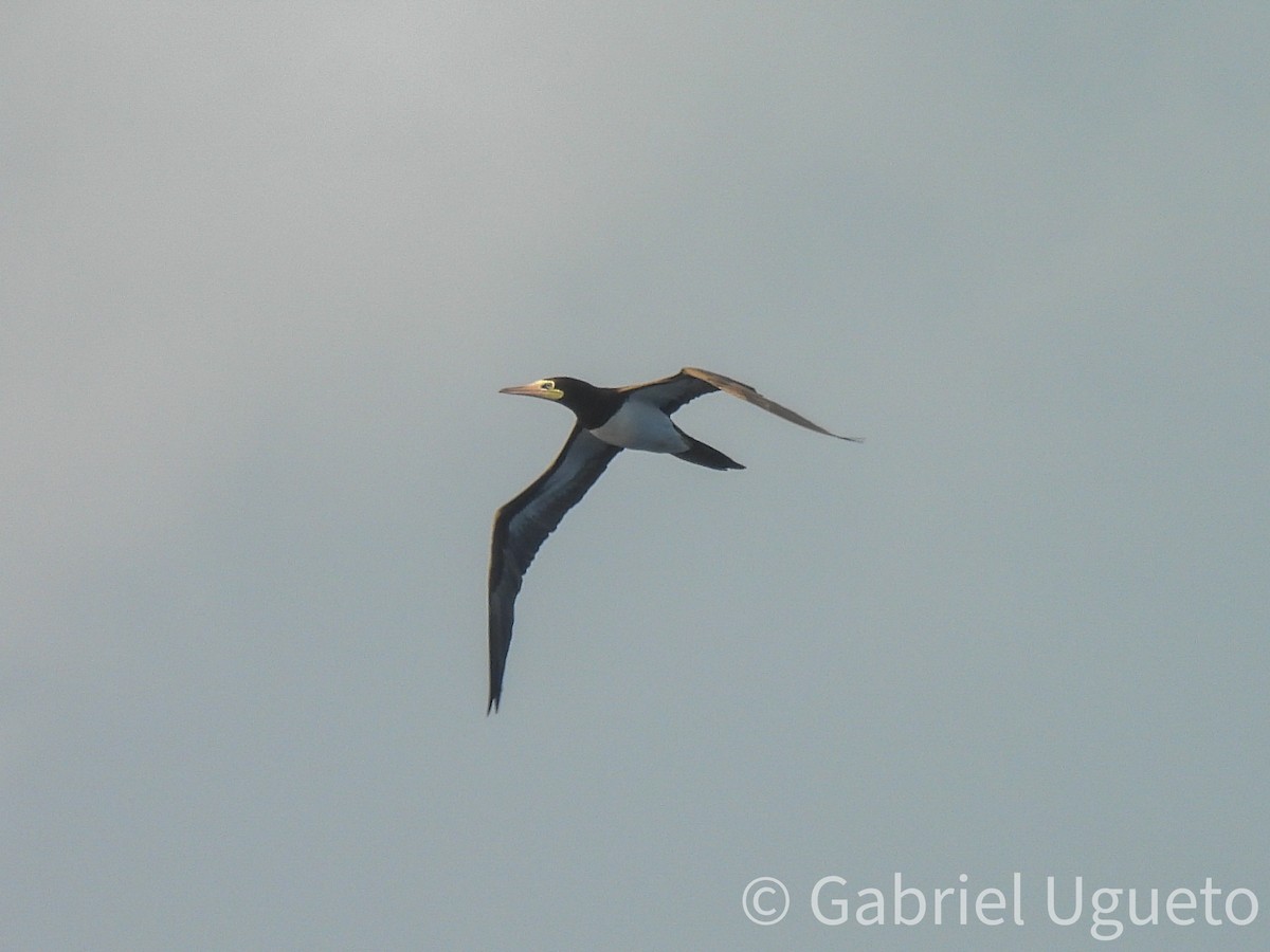 Brown Booby - ML641825205