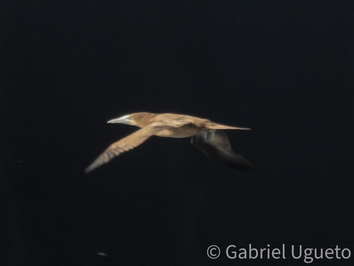Brown Booby - ML641825206