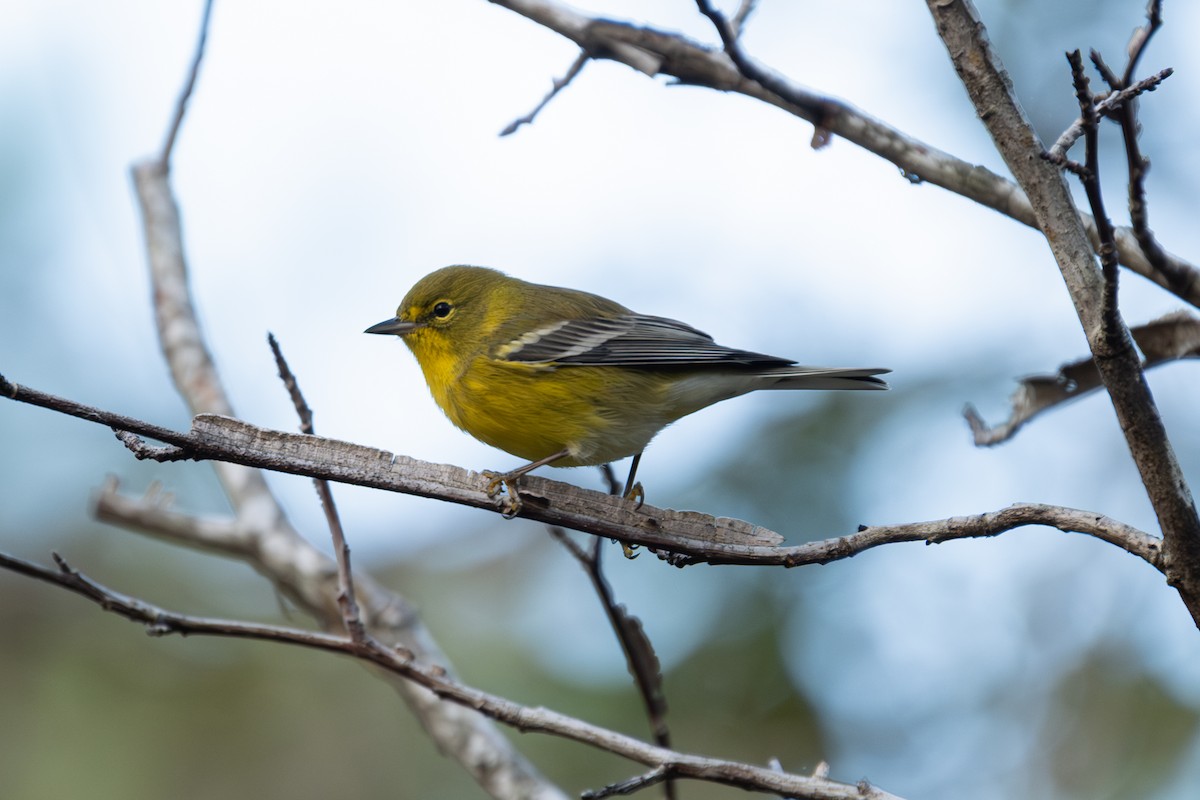 Pine Warbler - ML641825210