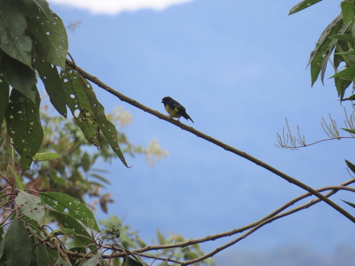 Yellow-bellied Siskin - ML641825221