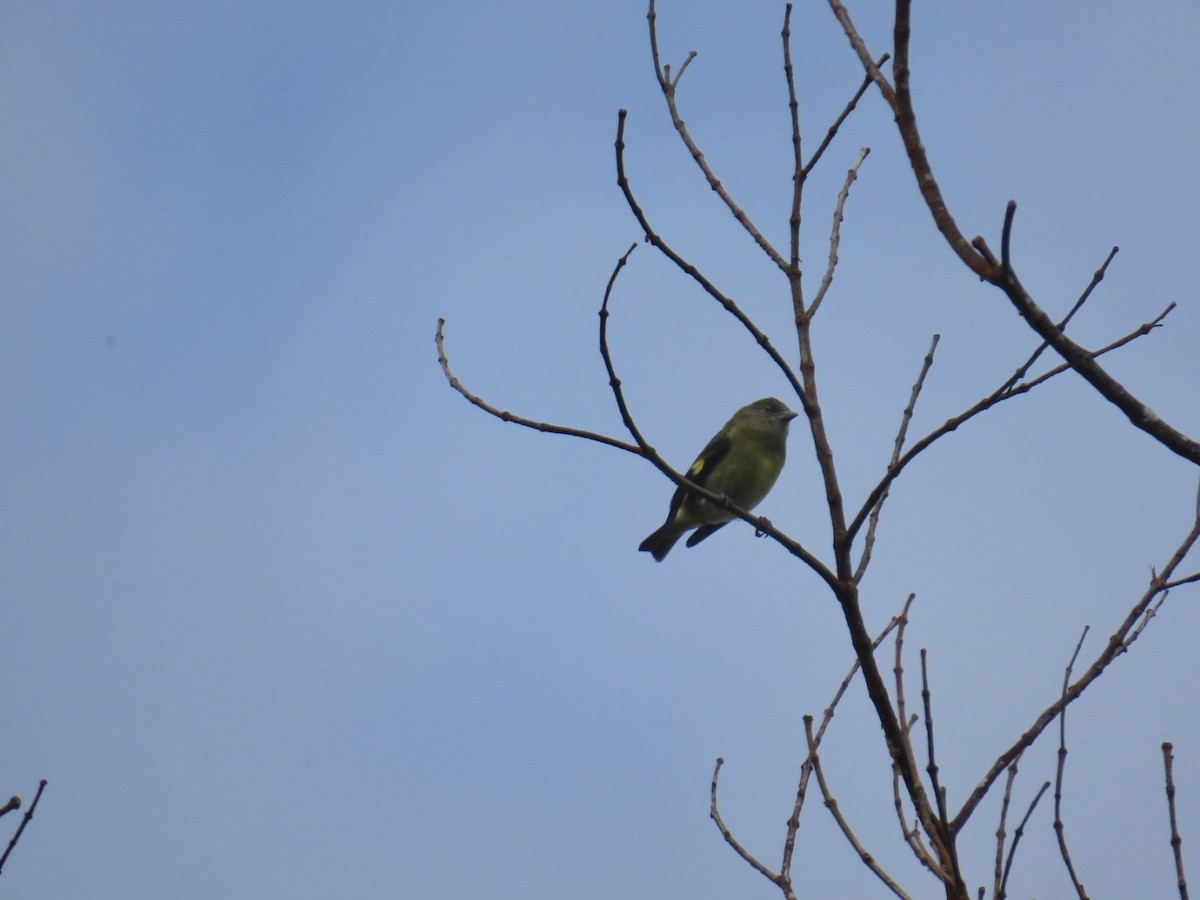 Yellow-bellied Siskin - ML641825227