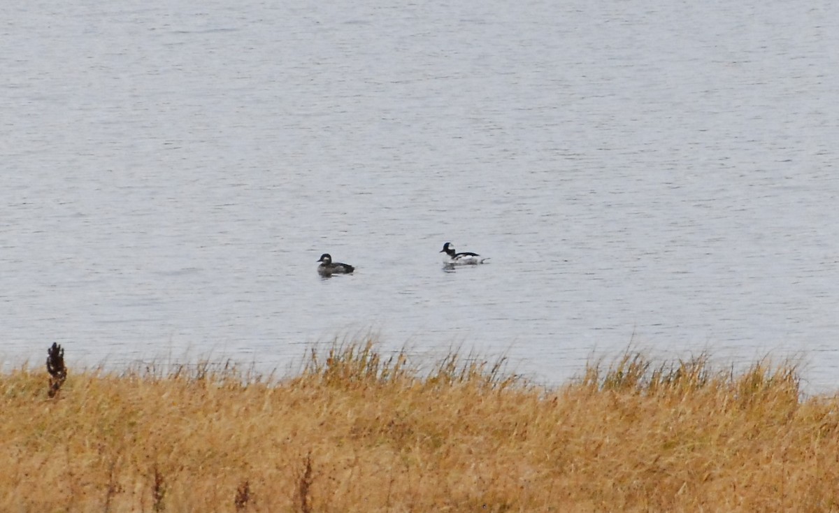 Bufflehead - ML641825232