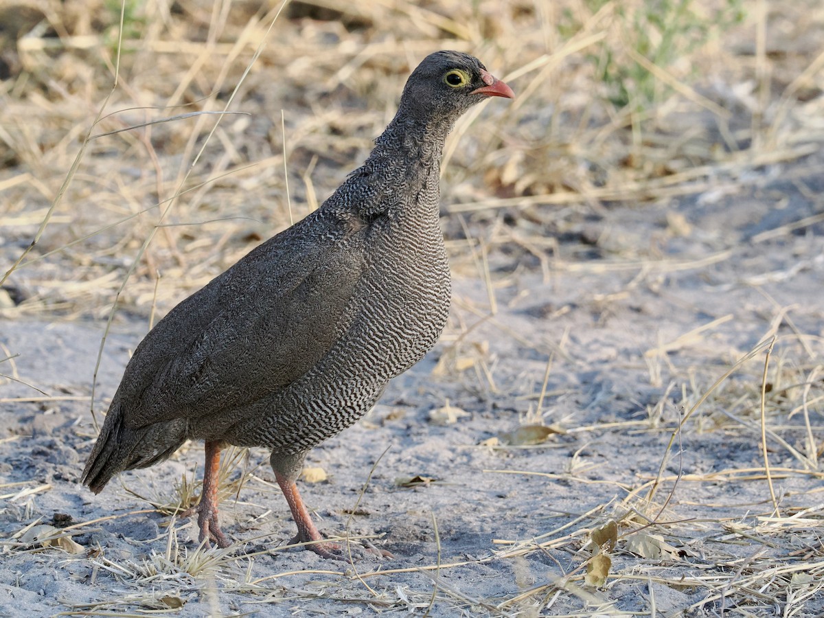 Red-billed Spurfowl - ML641825238