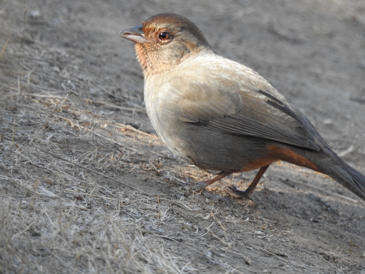 California Towhee - ML641825240