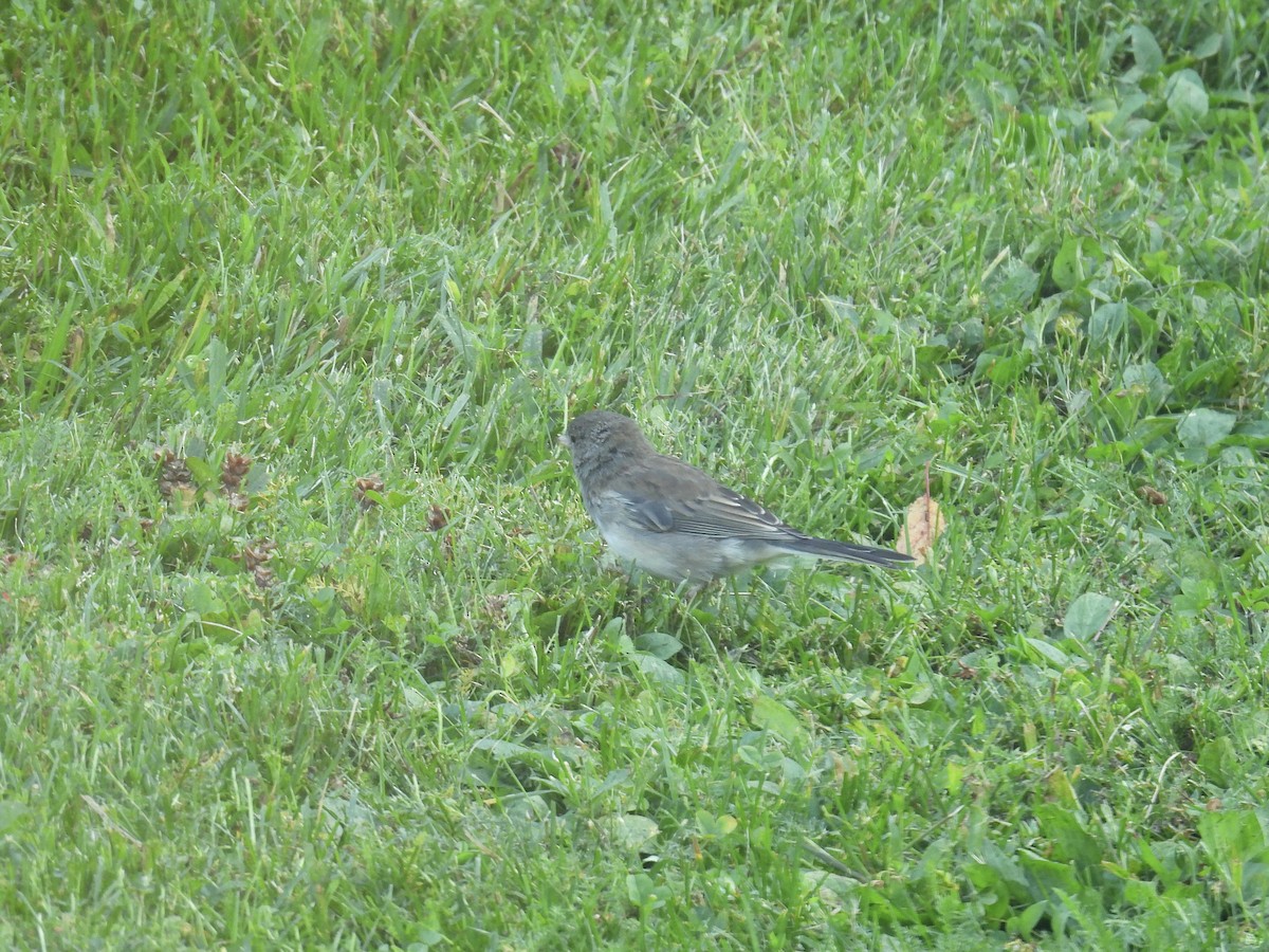 Dark-eyed Junco - ML641825245