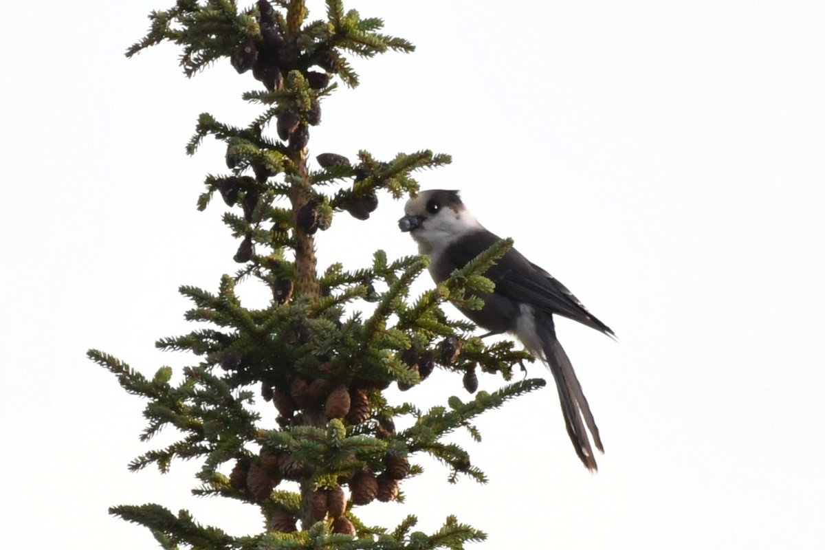 Canada Jay - ML641825256