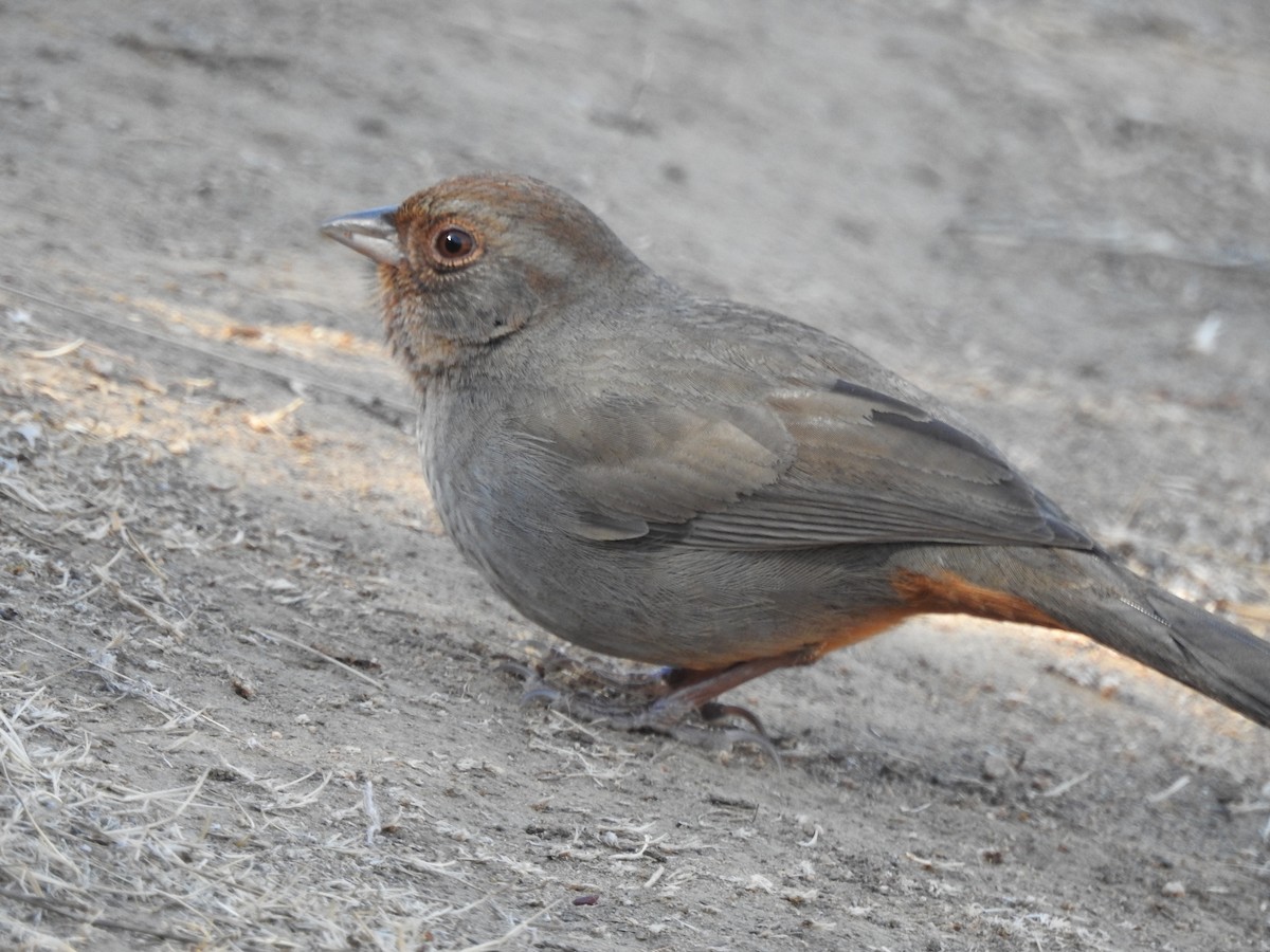 California Towhee - ML641825258